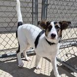 Zeke, a Adoptable mixed breed in Woodstock, IL image 3/6