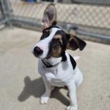 Zeke, a Adoptable mixed breed in Woodstock, IL image 4/6