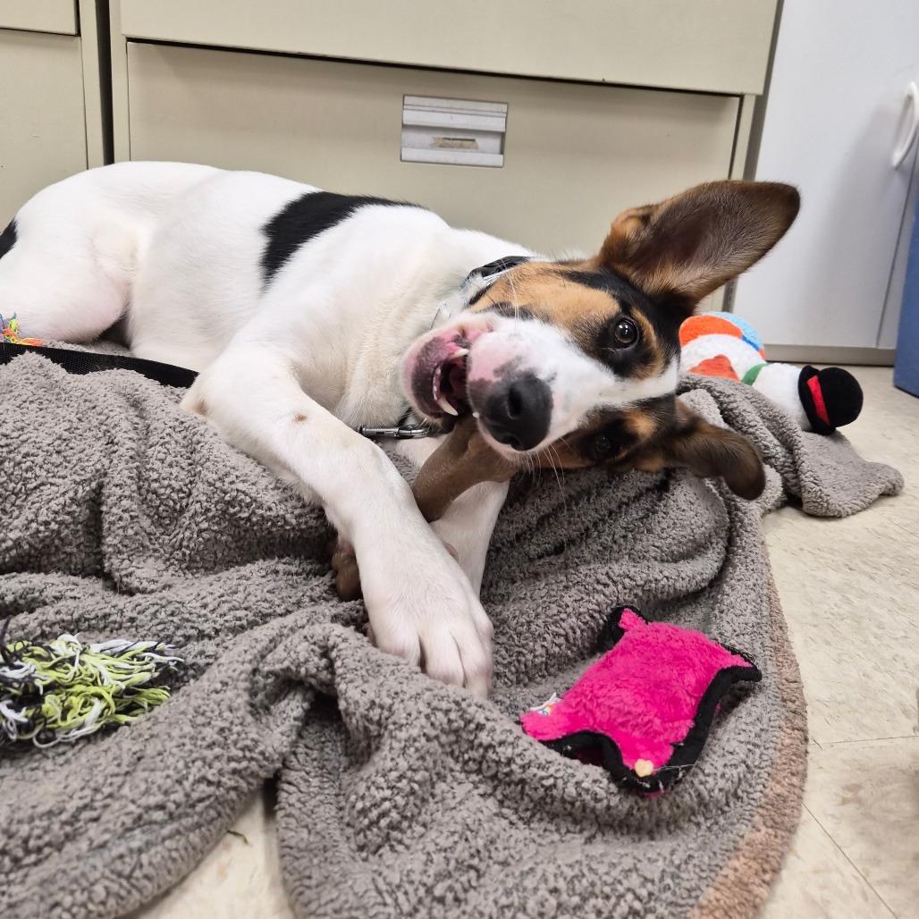 Enlarge Zeke, a Adoptable mixed breed in Woodstock, IL image 5/6