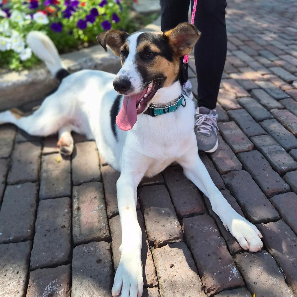 Enlarge Zeke, a Adoptable mixed breed in Woodstock, IL image 6/6