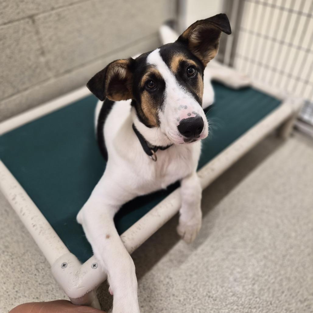 Zeke, a Adoptable mixed breed in Woodstock, IL image 5/6