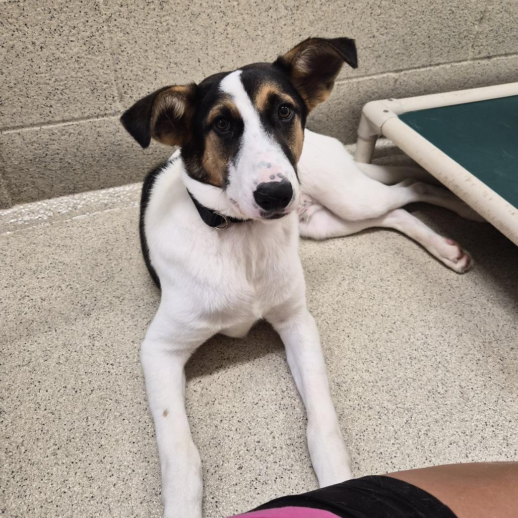 Zeke, a Adoptable mixed breed in Woodstock, IL image 6/6