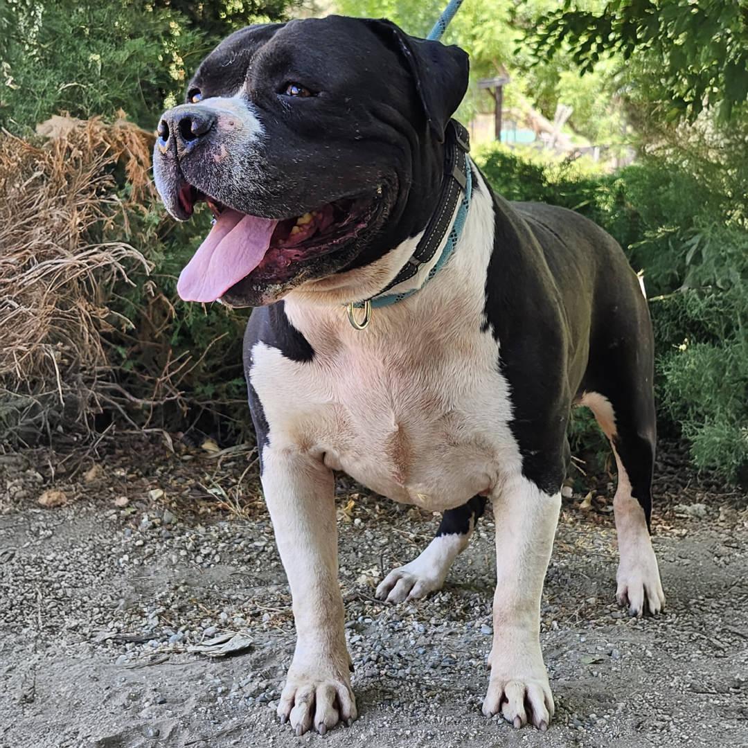 Toro, Adoptable, Adult Male Pit Bull Terrier.