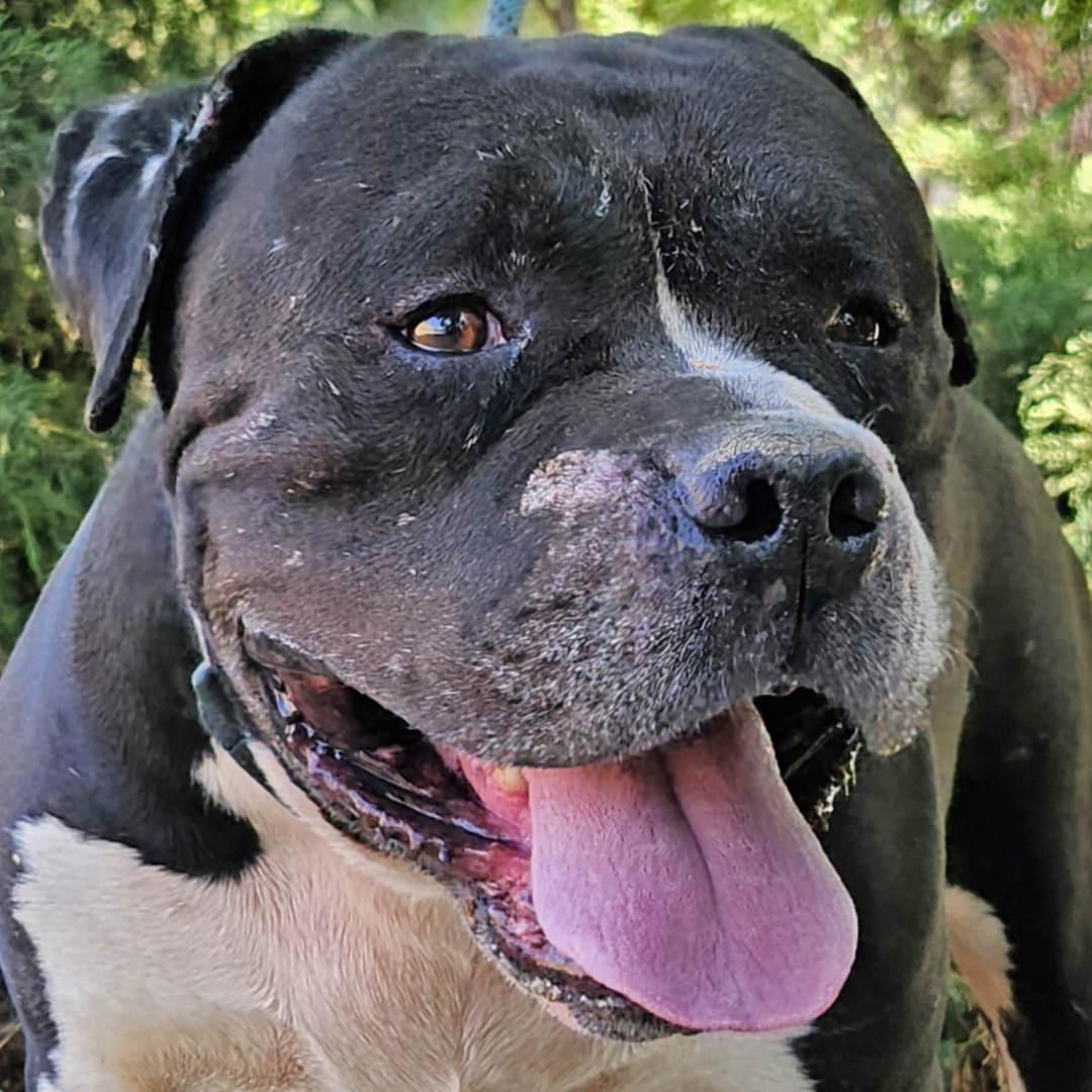 Enlarge Toro, a Adoptable mixed breed in Burbank, CA image 2/6