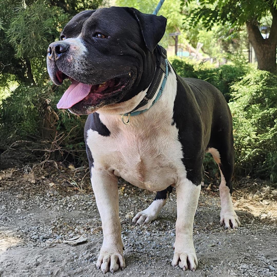 Enlarge Toro, a Adoptable mixed breed in Burbank, CA image 3/6