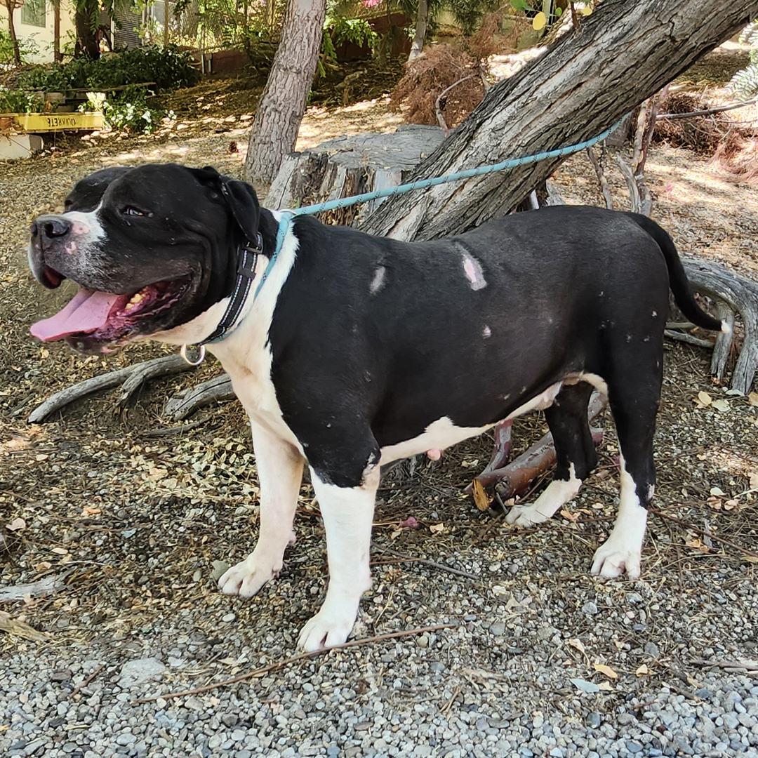 Enlarge Toro, a Adoptable mixed breed in Burbank, CA image 4/6