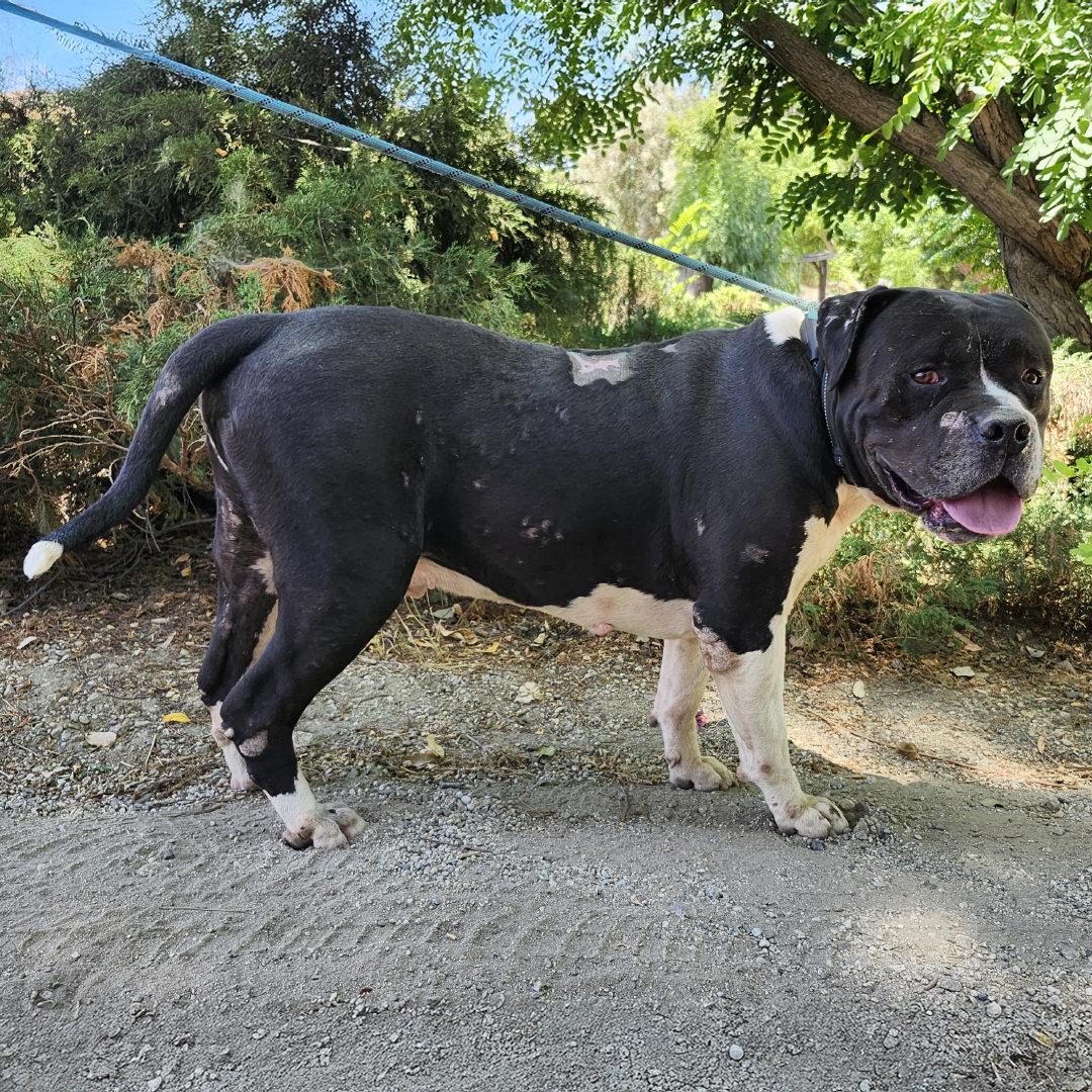 Enlarge Toro, a Adoptable mixed breed in Burbank, CA image 5/6