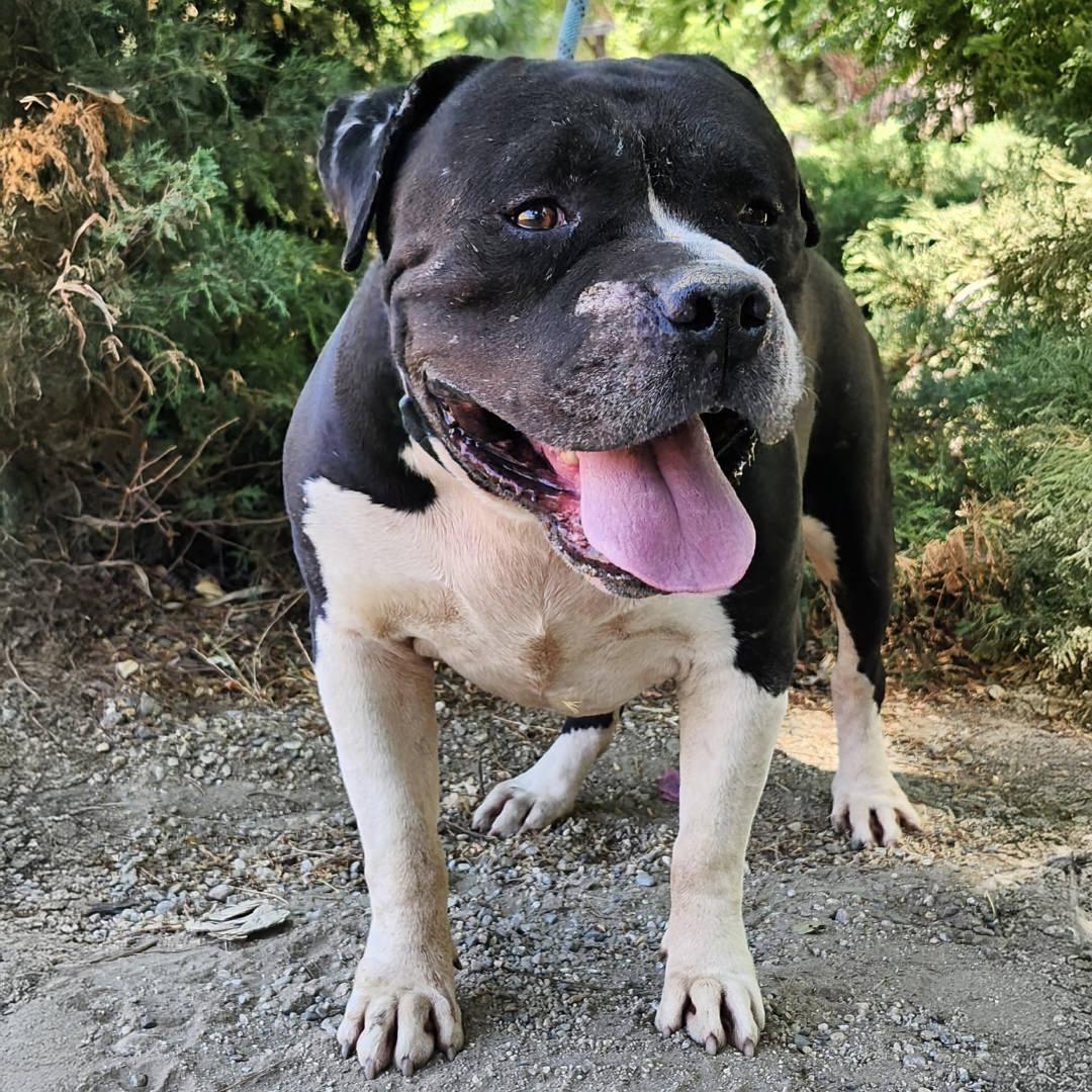 Enlarge Toro, a Adoptable mixed breed in Burbank, CA image 6/6