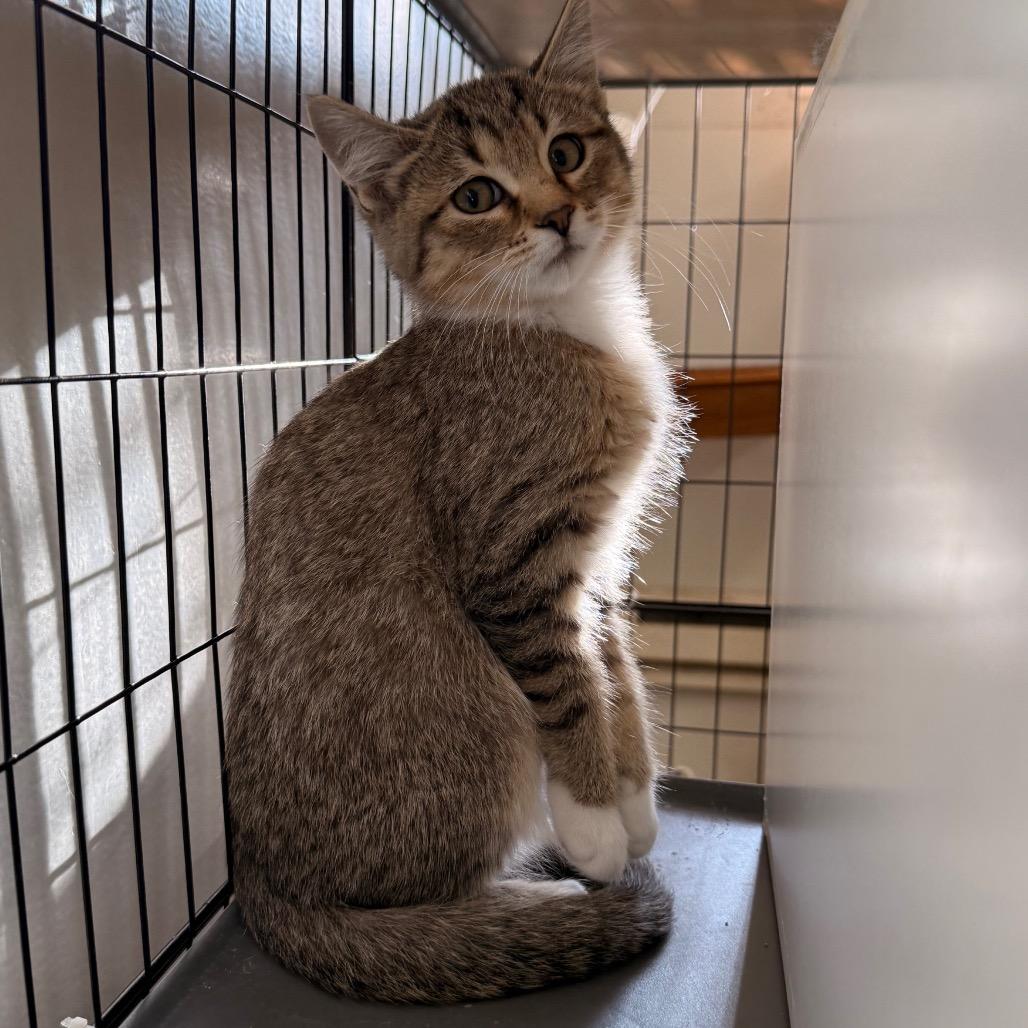 Enlarge Tofu, a Adoptable Domestic Short Hair in Rangely, CO image 1/1
