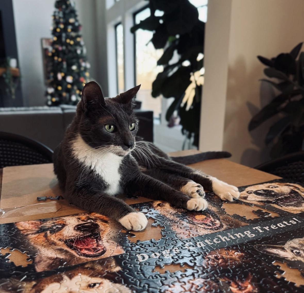 Enlarge Anubis, an adopted American Shorthair in Milford, OH image 3/4