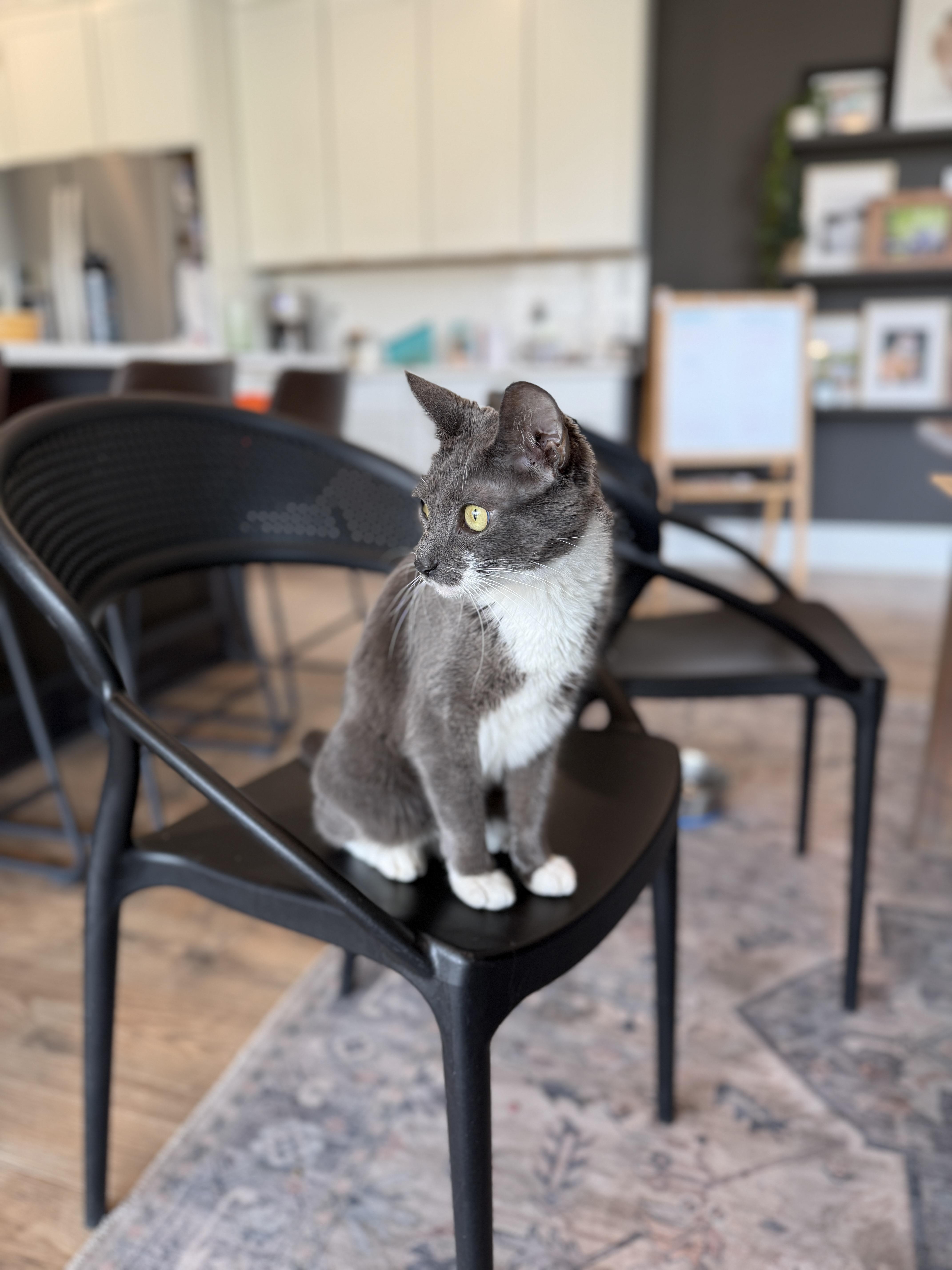 Enlarge Anubis, an adopted American Shorthair in Milford, OH image 2/4