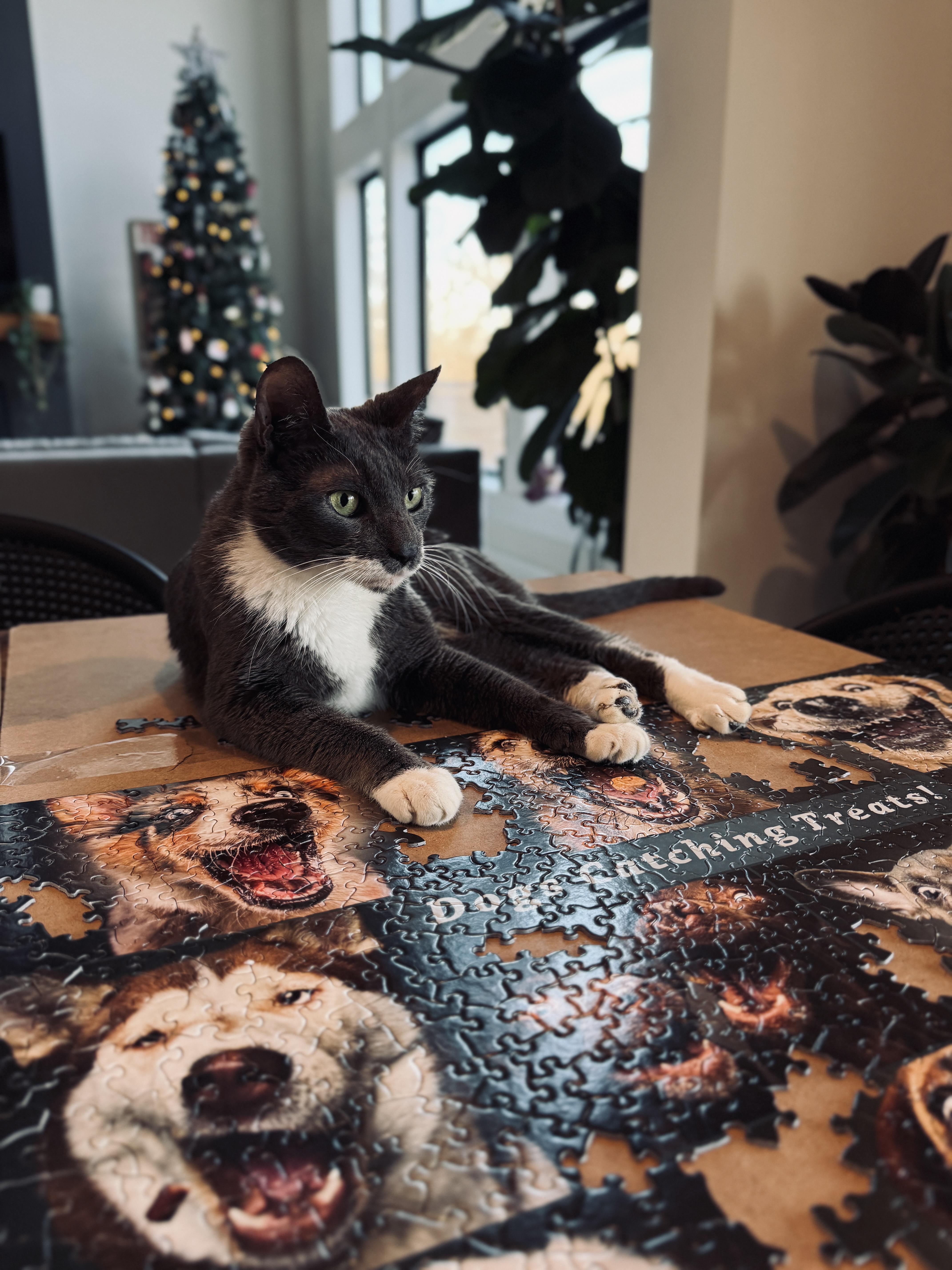 Anubis, adopted, Adult Male American Shorthair.