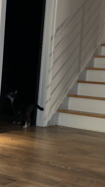 Enlarge Anubis, an adopted American Shorthair in Milford, OH video 4/4