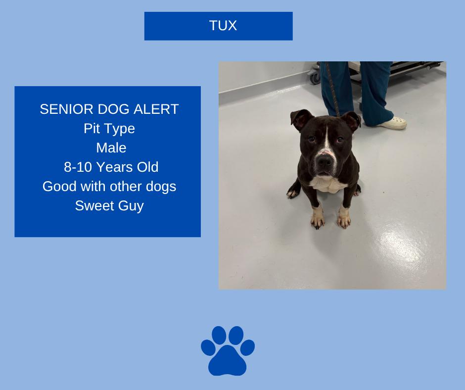 Enlarge Tux, a ADOPTABLE mixed breed in Kankakee, IL image 1/1