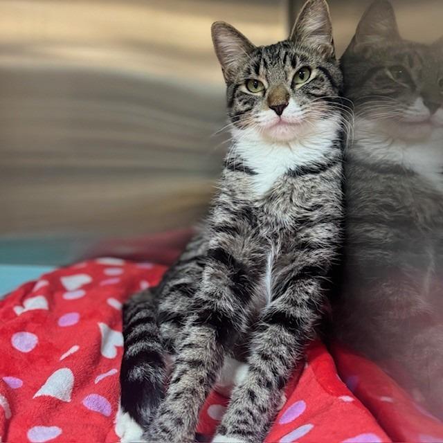 Mario, Adoptable, Young Male Domestic Short Hair.