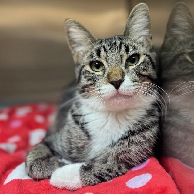 Enlarge Mario, a Adoptable mixed breed in Bullhead City, AZ image 2/2