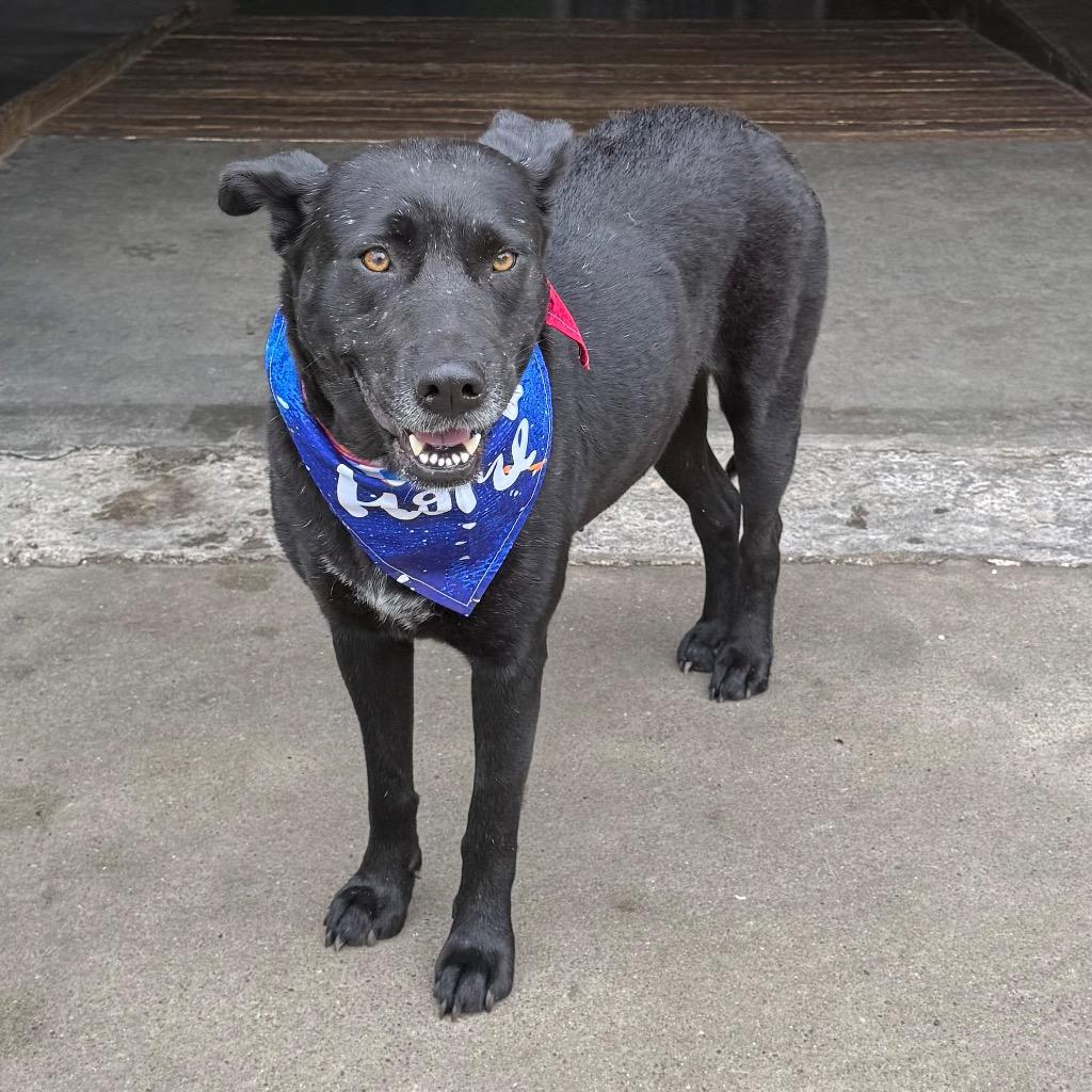 Gabby, a Adoptable mixed breed in Little Rock, AR image 1/4