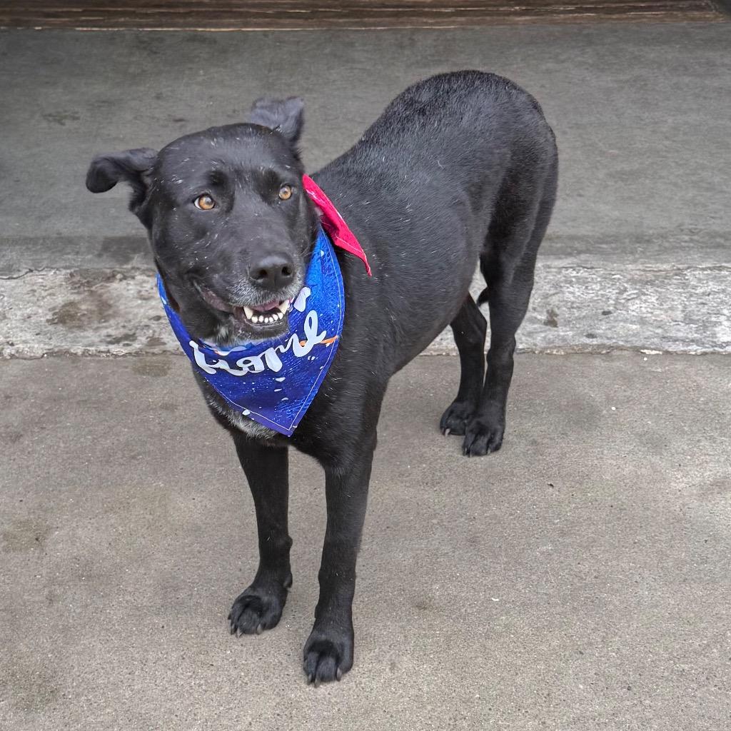 Gabby, a Adoptable mixed breed in Little Rock, AR image 2/4