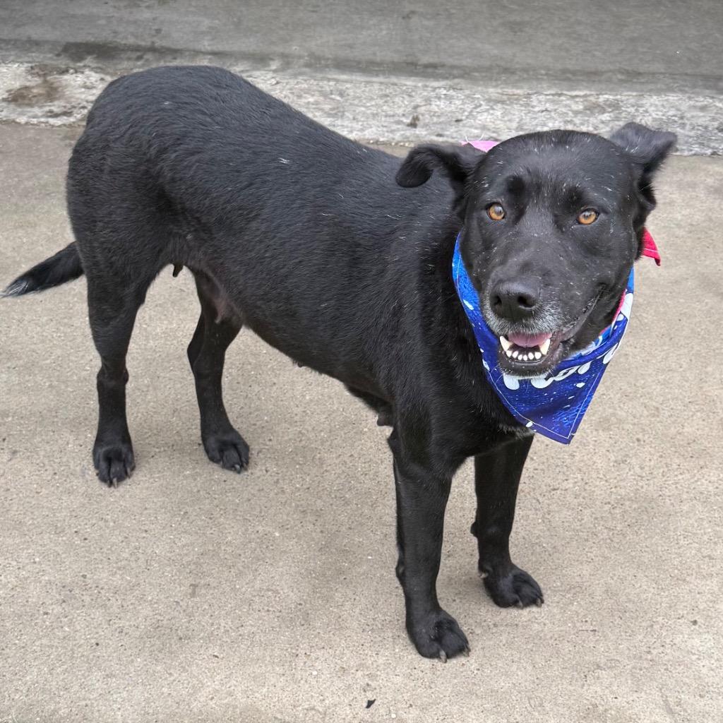 Gabby, a Adoptable mixed breed in Little Rock, AR image 3/4