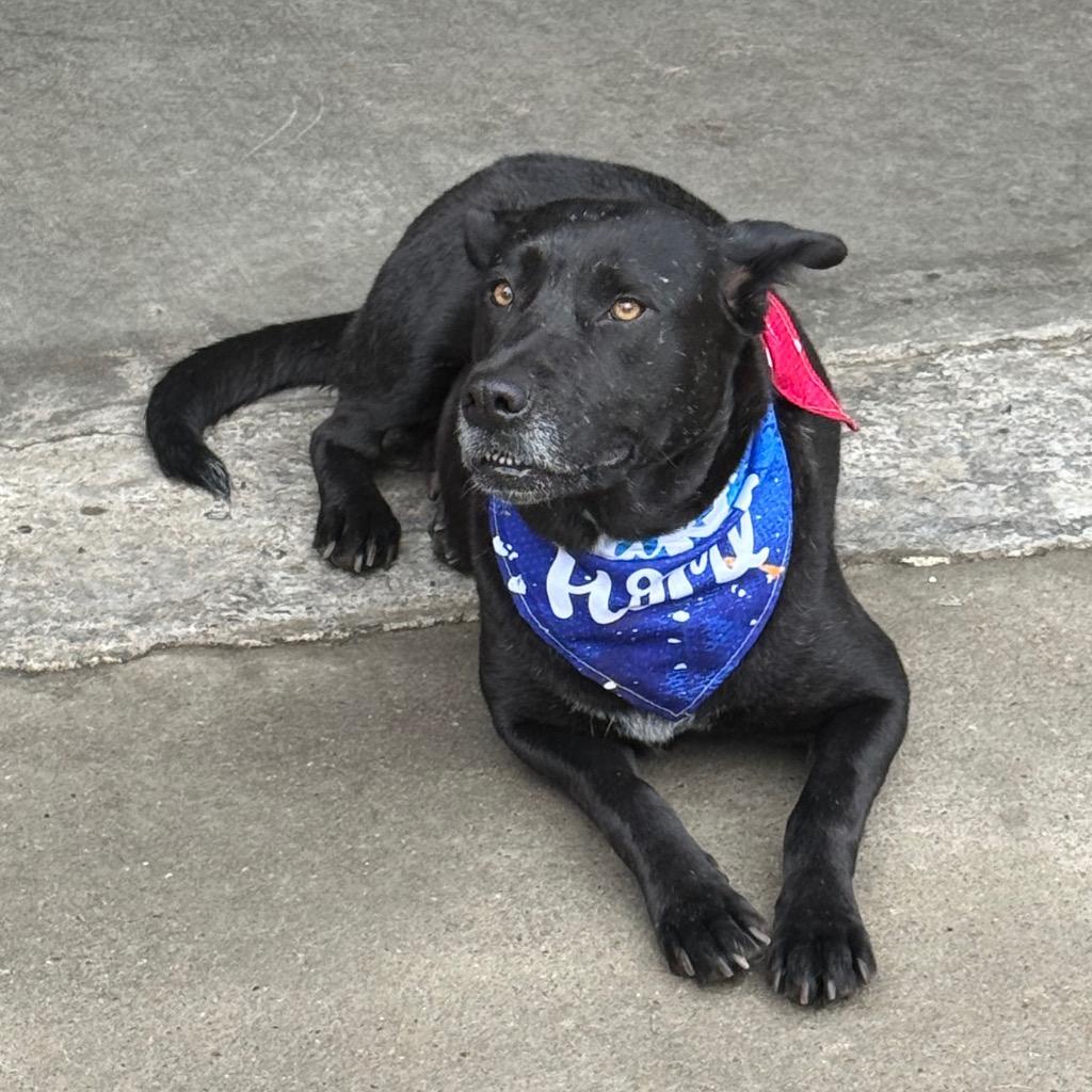 Gabby, a Adoptable mixed breed in Little Rock, AR image 4/4