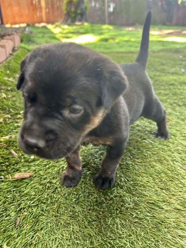 Enlarge Tulip, a Adoptable mixed breed in Warr Acres, OK image 1/1