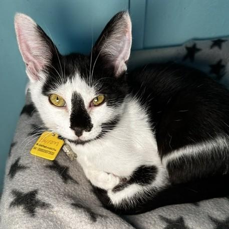 Enlarge Byron - Quiet but Affectionate, a Adoptable Tuxedo in Hoquiam, WA image 1/2