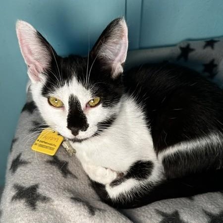 Enlarge Byron - Quiet but Affectionate, a Adoptable Tuxedo in Hoquiam, WA image 2/2