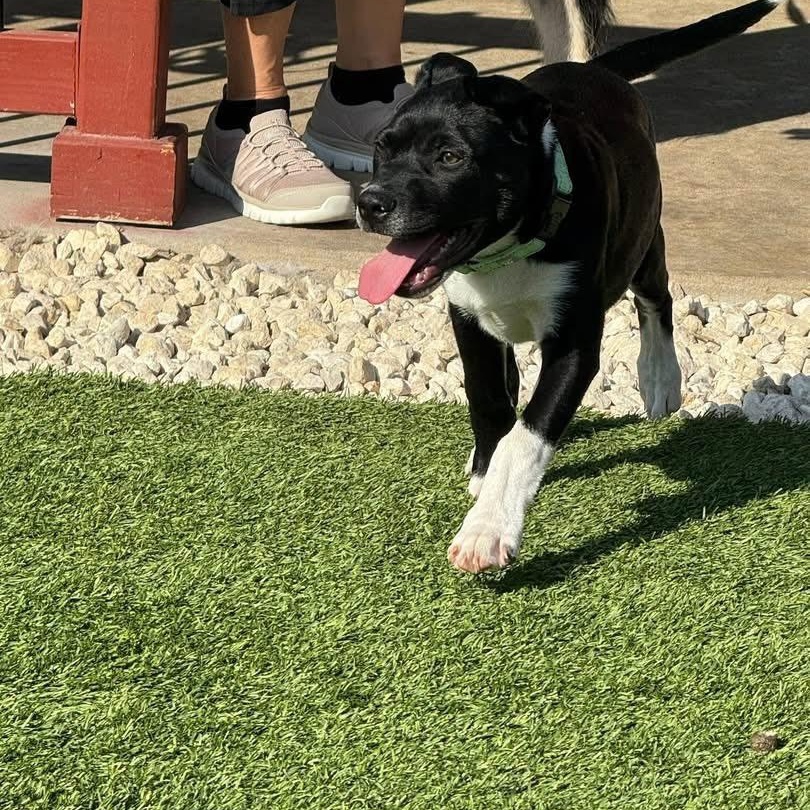 Enlarge Gator, an adopted mixed breed in Williston, VT image 3/4