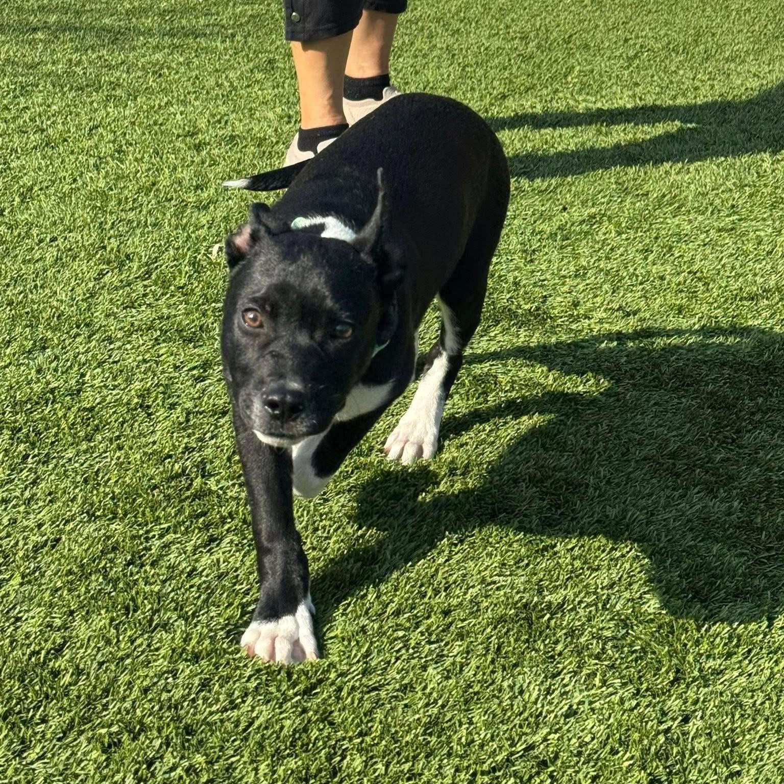 Enlarge Gator, an adopted mixed breed in Williston, VT image 2/4