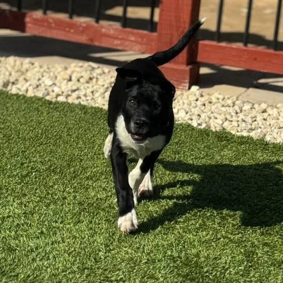 Enlarge Gator, an adopted mixed breed in Williston, VT image 4/4