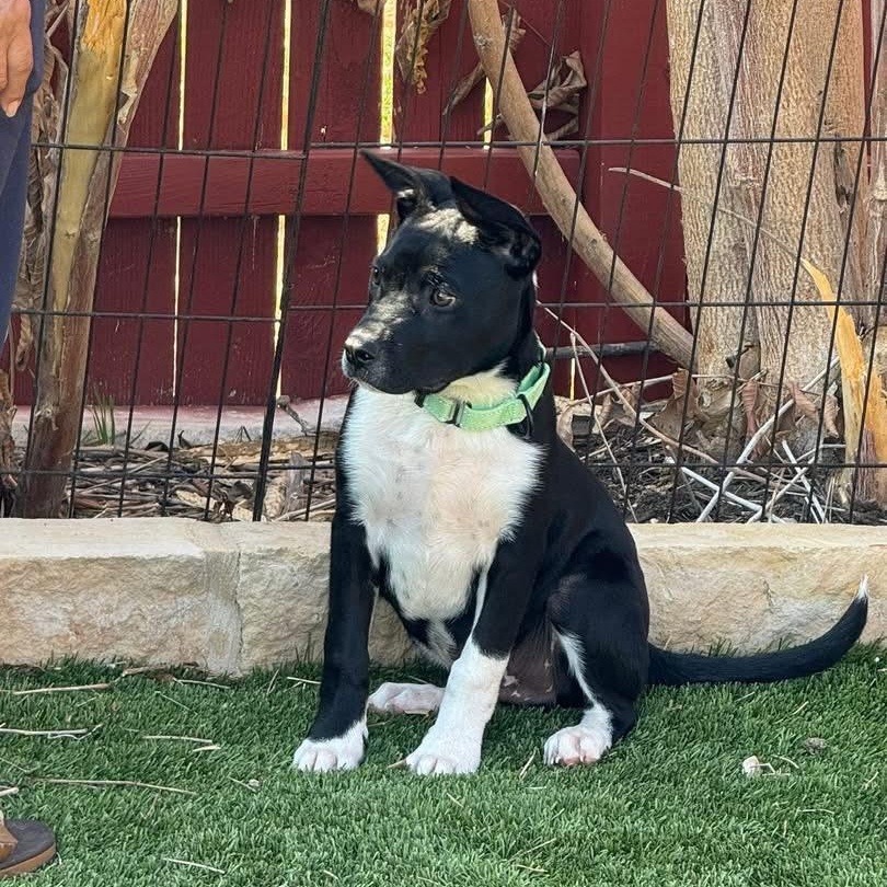 Gator, adopted, Puppy Male Labrador Retriever.