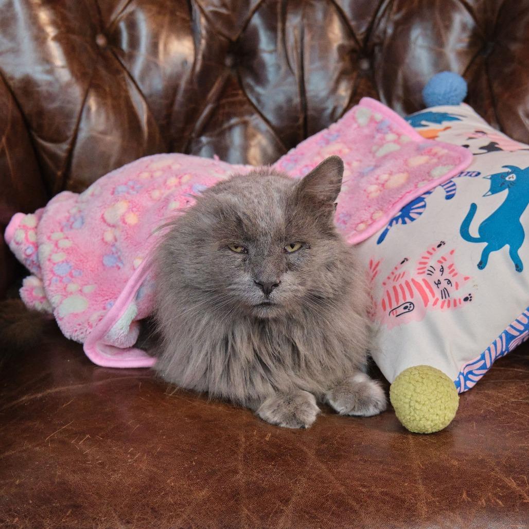 Cashew, Adoptable, Adult Male Domestic Long Hair.