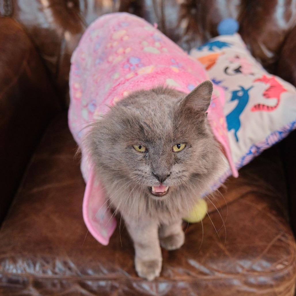 Enlarge Cashew, a Adoptable Domestic Long Hair in Morgan Hill, CA image 2/4