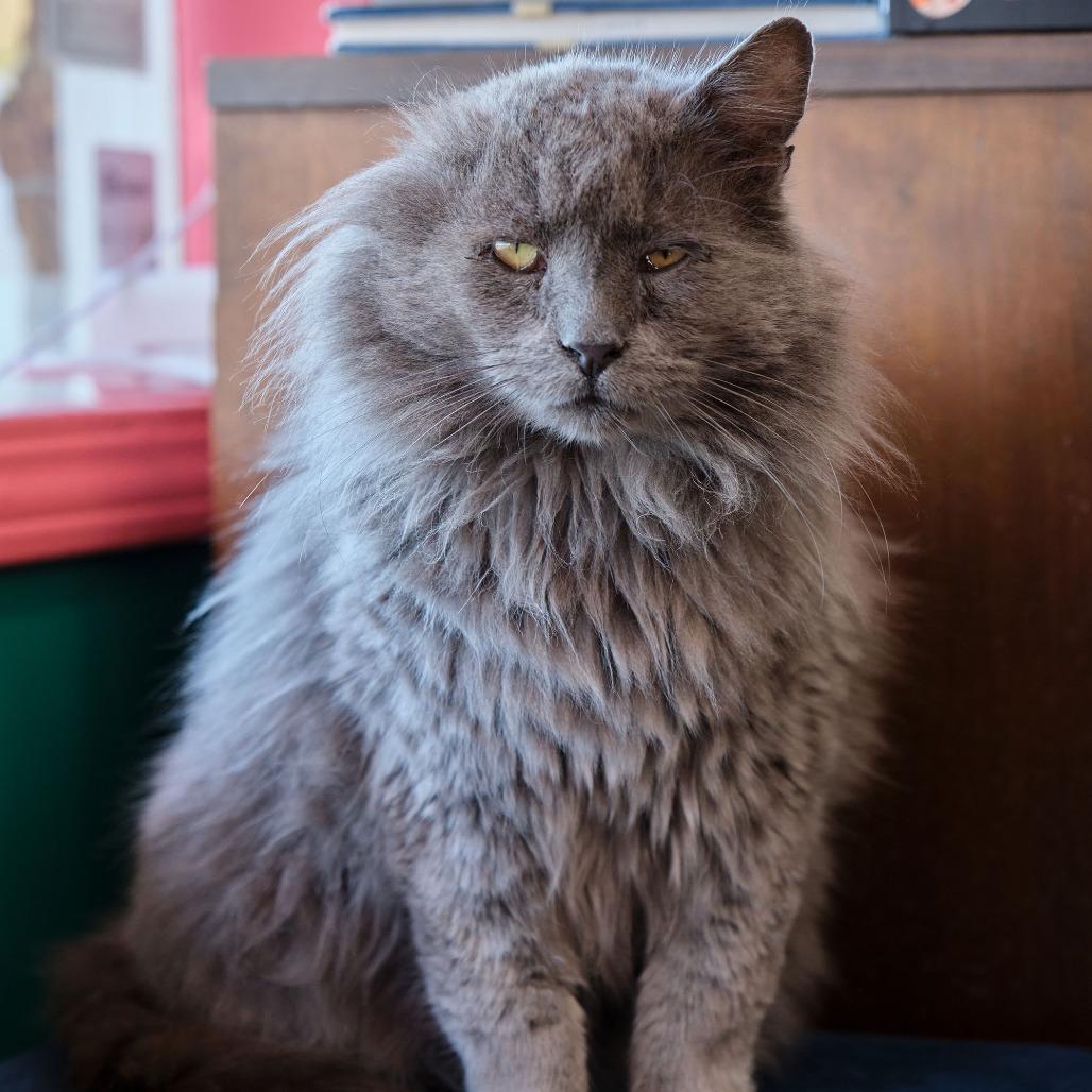 Enlarge Cashew, a Adoptable Domestic Long Hair in Morgan Hill, CA image 4/4