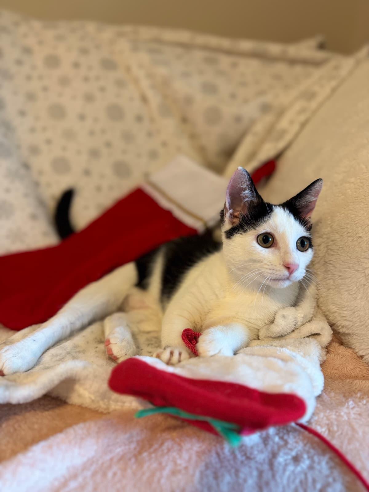 Enlarge Shavasana, a Adoptable Domestic Short Hair in Jacksonville , FL image 3/4