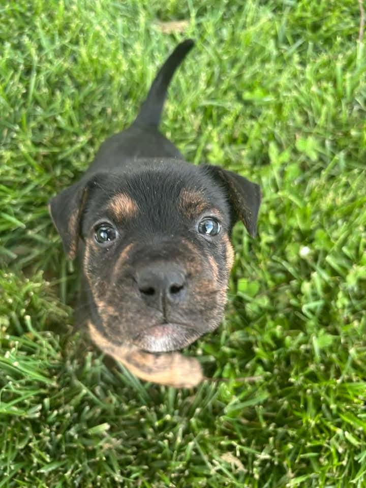 Enlarge Cassian, a Adoptable mixed breed in Harrodsburg, KY image 2/3