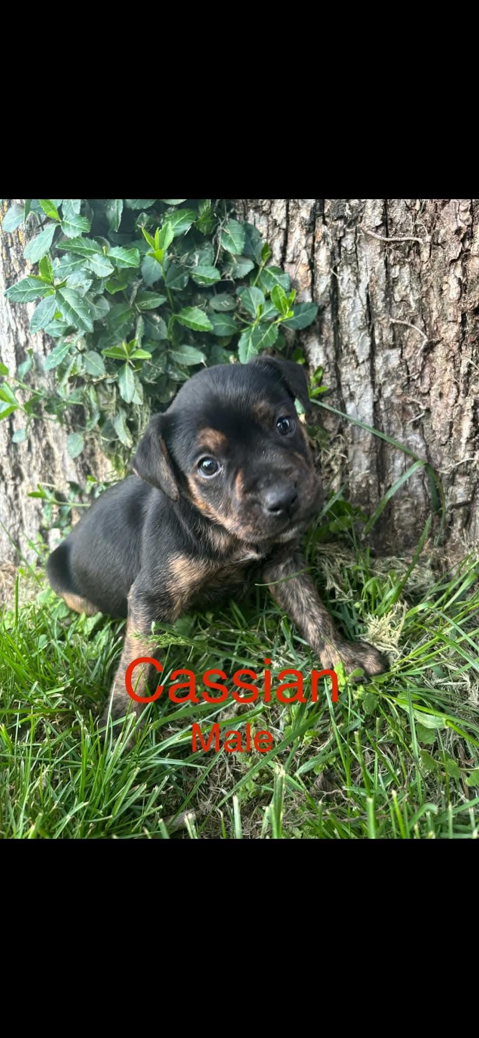 Cassian, Adoptable, Puppy Male Mixed Breed.