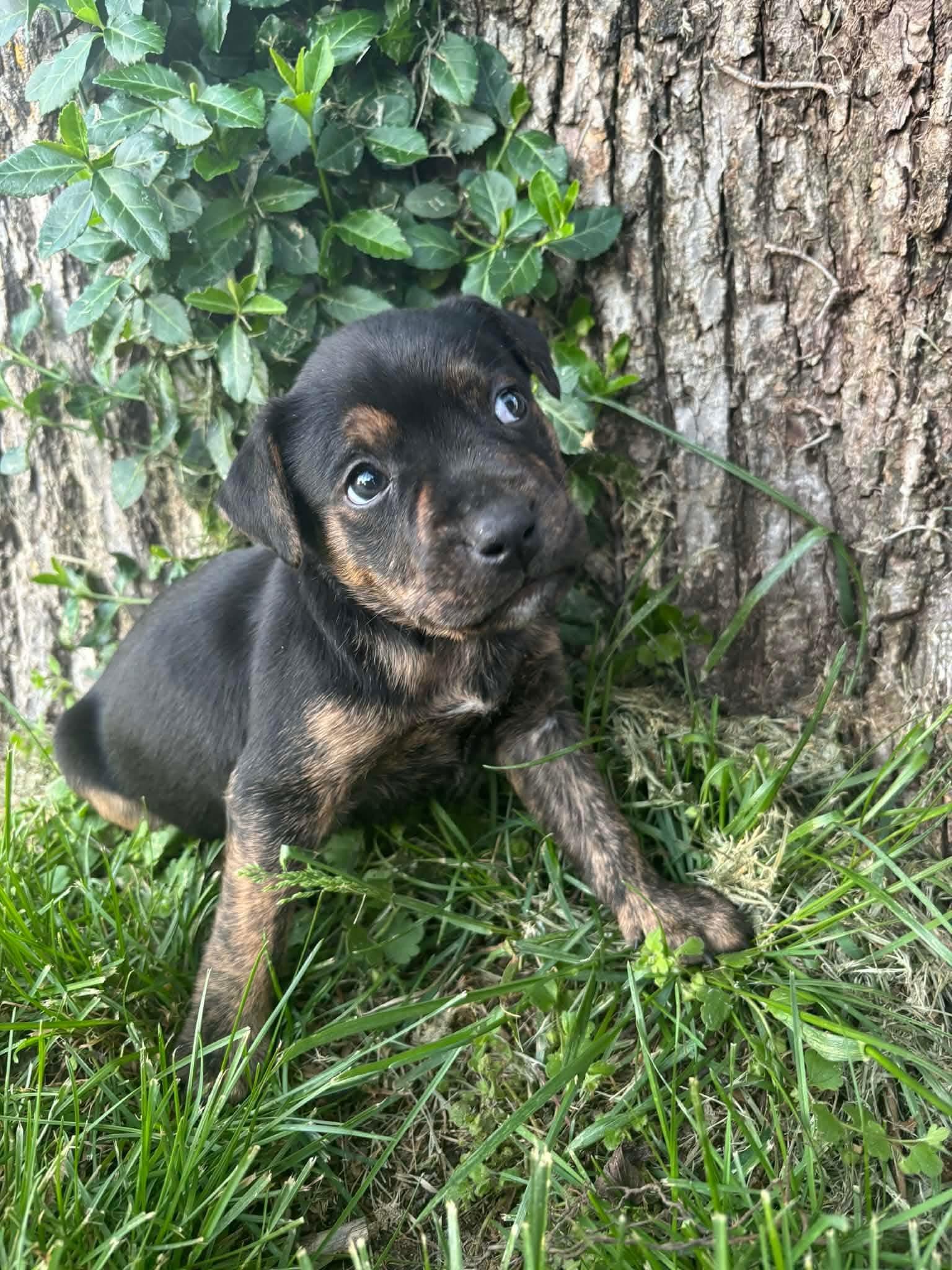 Enlarge Cassian, a Adoptable mixed breed in Harrodsburg, KY image 3/3