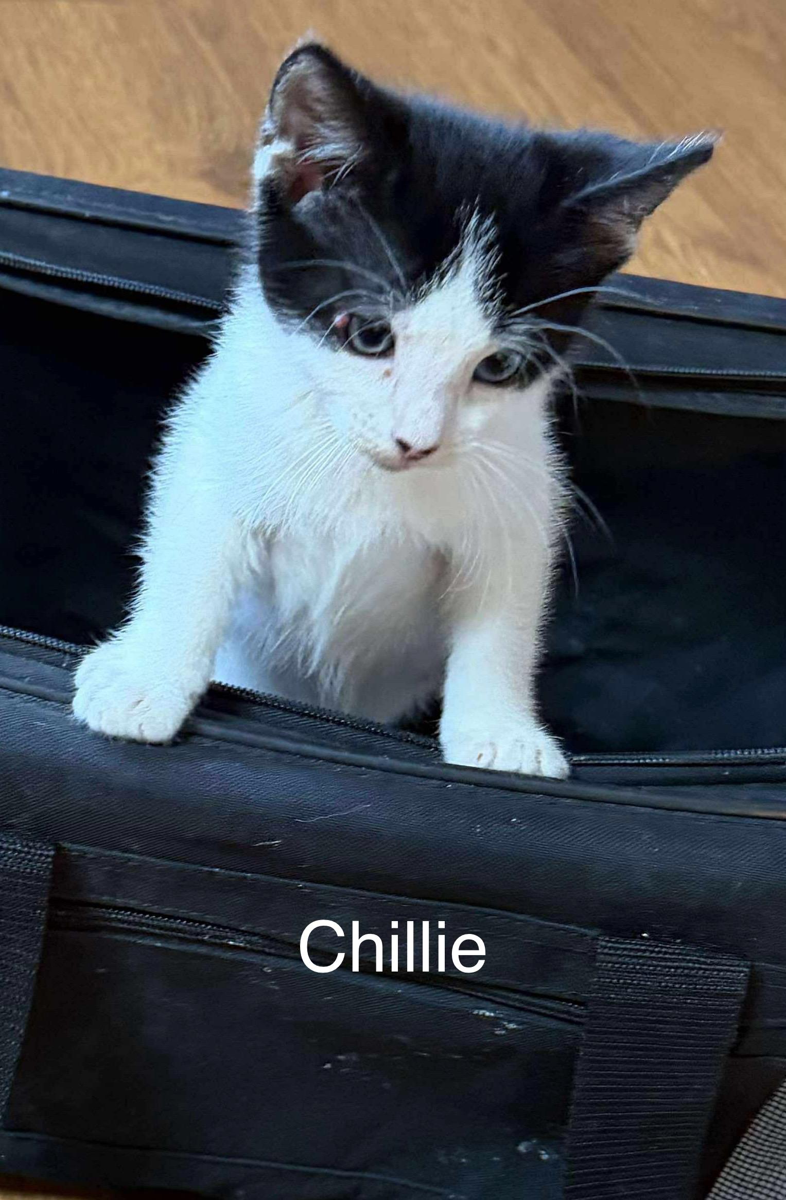 Chillie 3