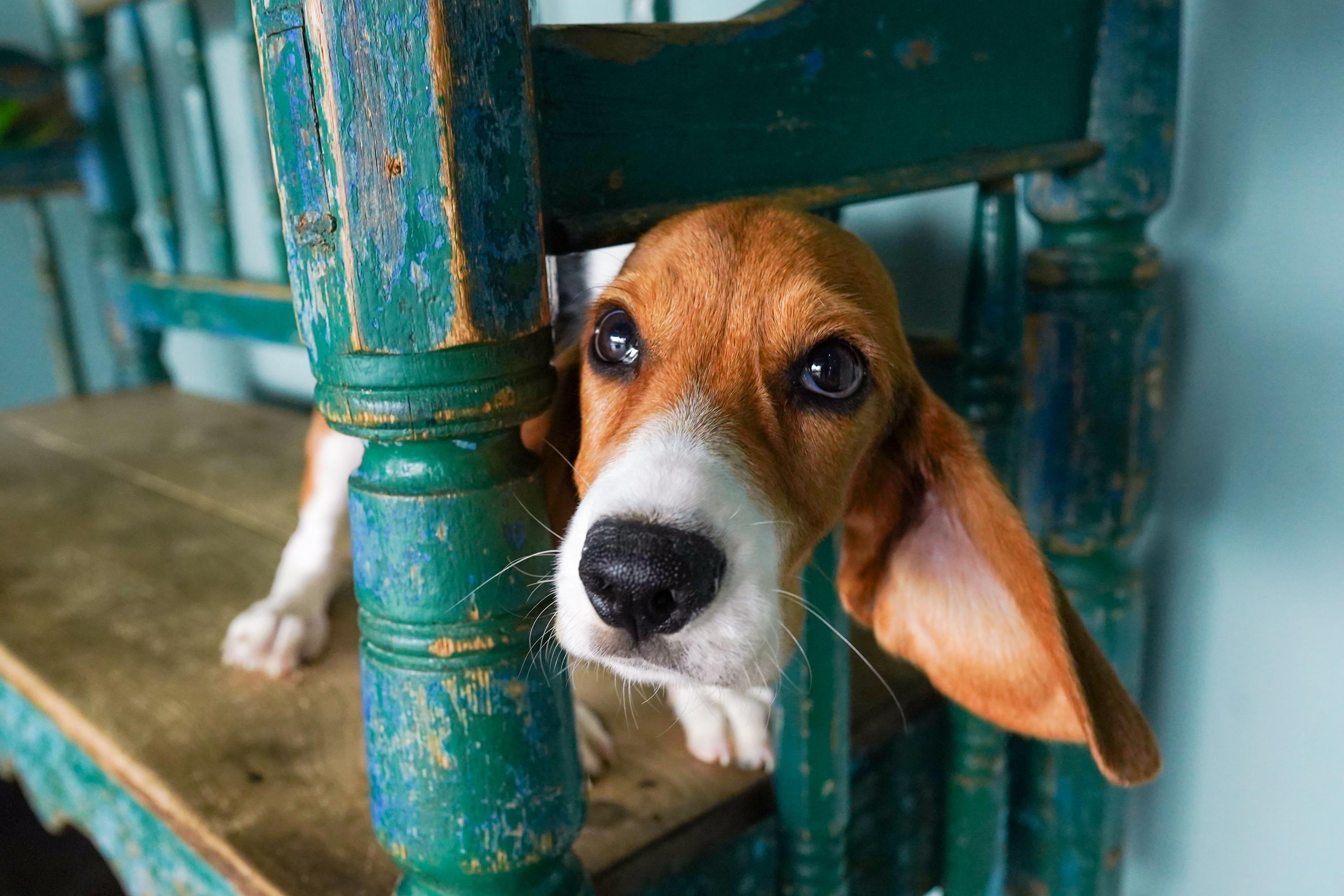 Enlarge Rocky, an adopted mixed breed in San Antonio, TX image 3/5