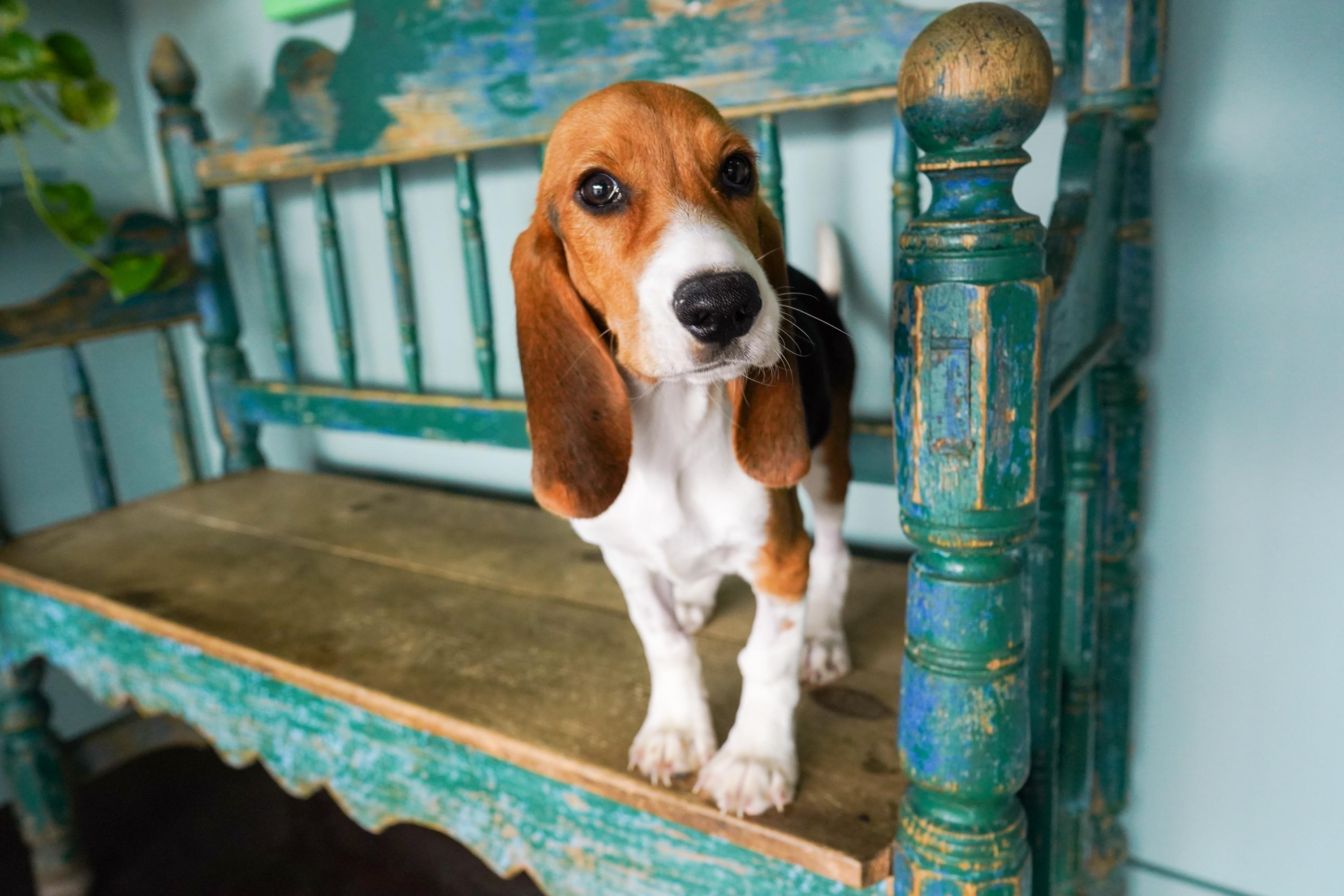 Enlarge Rocky, an adopted mixed breed in San Antonio, TX image 1/5