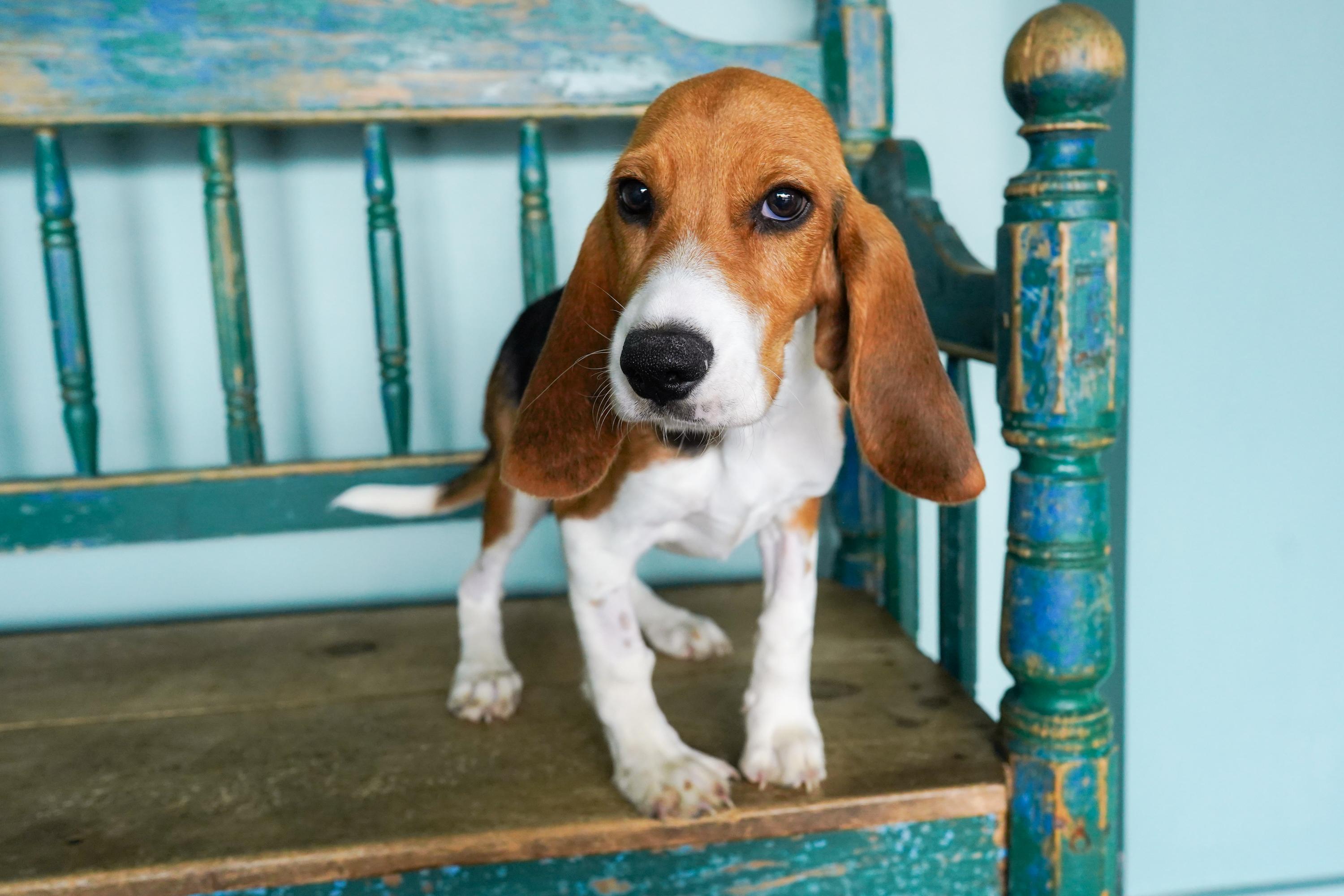Enlarge Rocky, an adopted mixed breed in San Antonio, TX image 4/5