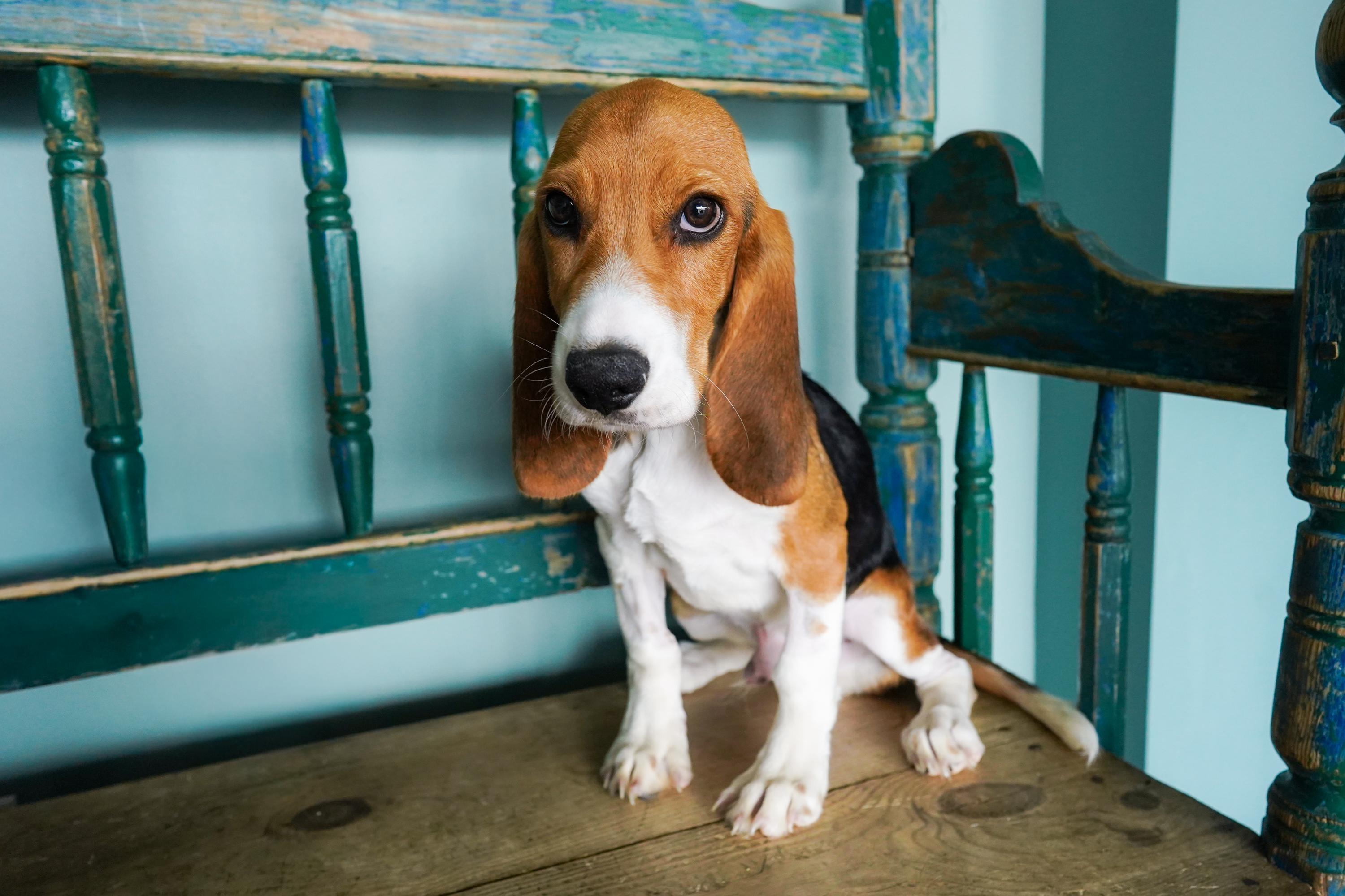 Enlarge Rocky, an adopted mixed breed in San Antonio, TX image 2/5