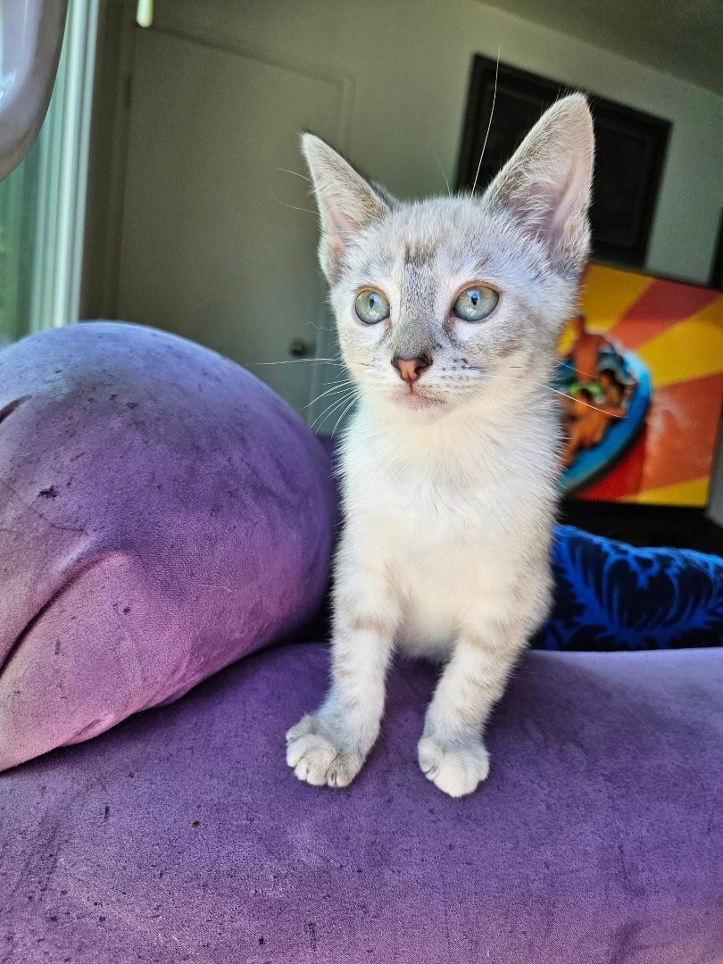 Rosie, Adopted, Young Female Domestic Short Hair.