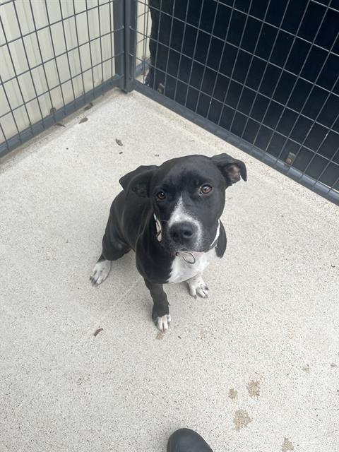 CHARLOTTE, Adoptable, Young Female Pit Bull Terrier & Mixed Breed.