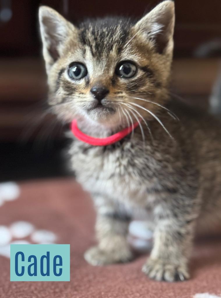 Cade, Adoptable, Kitten Male Domestic Short Hair.