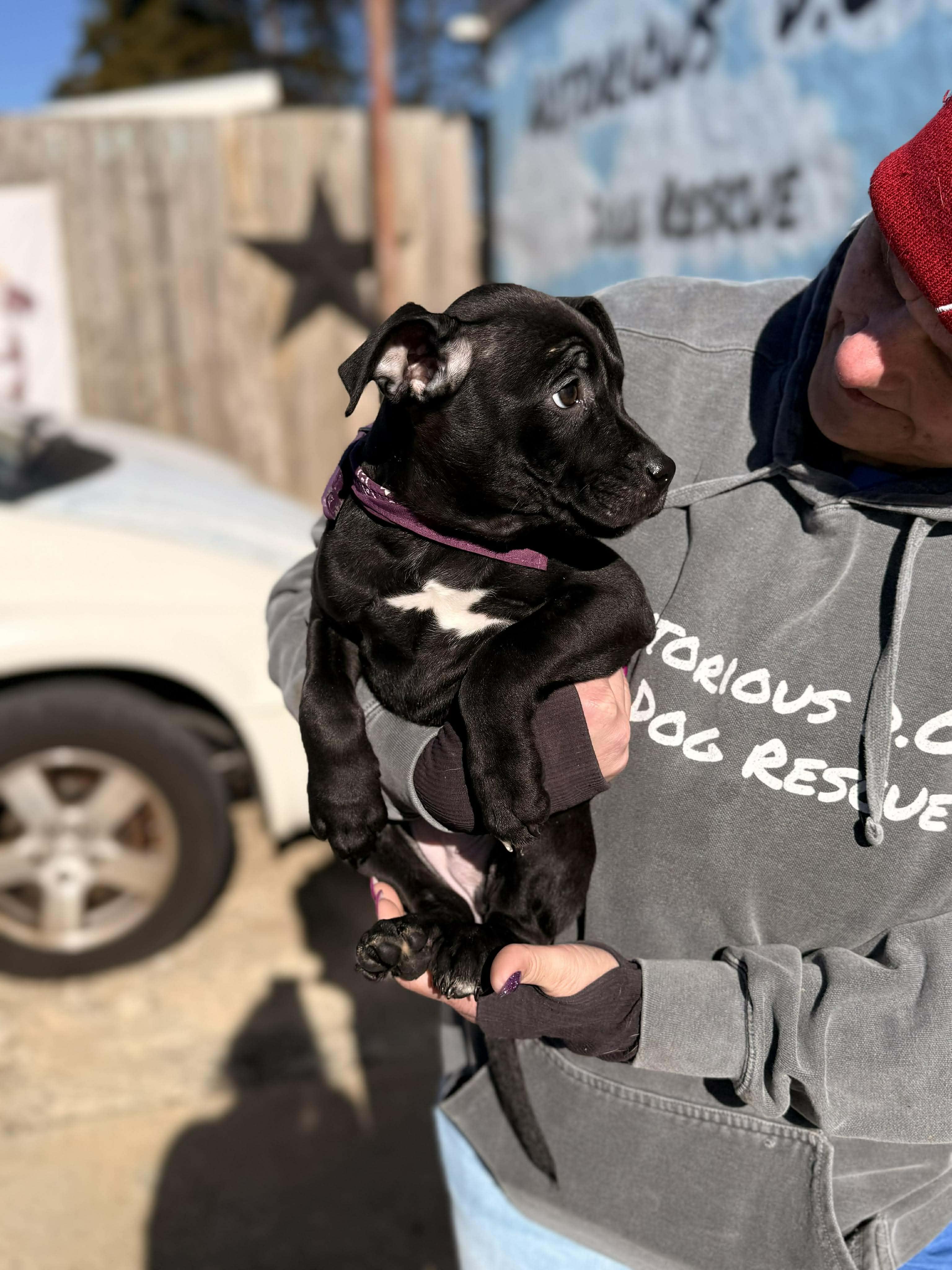 Enlarge Gertrude, an adopted Mixed Breed in Huntsville, AL image 3/4