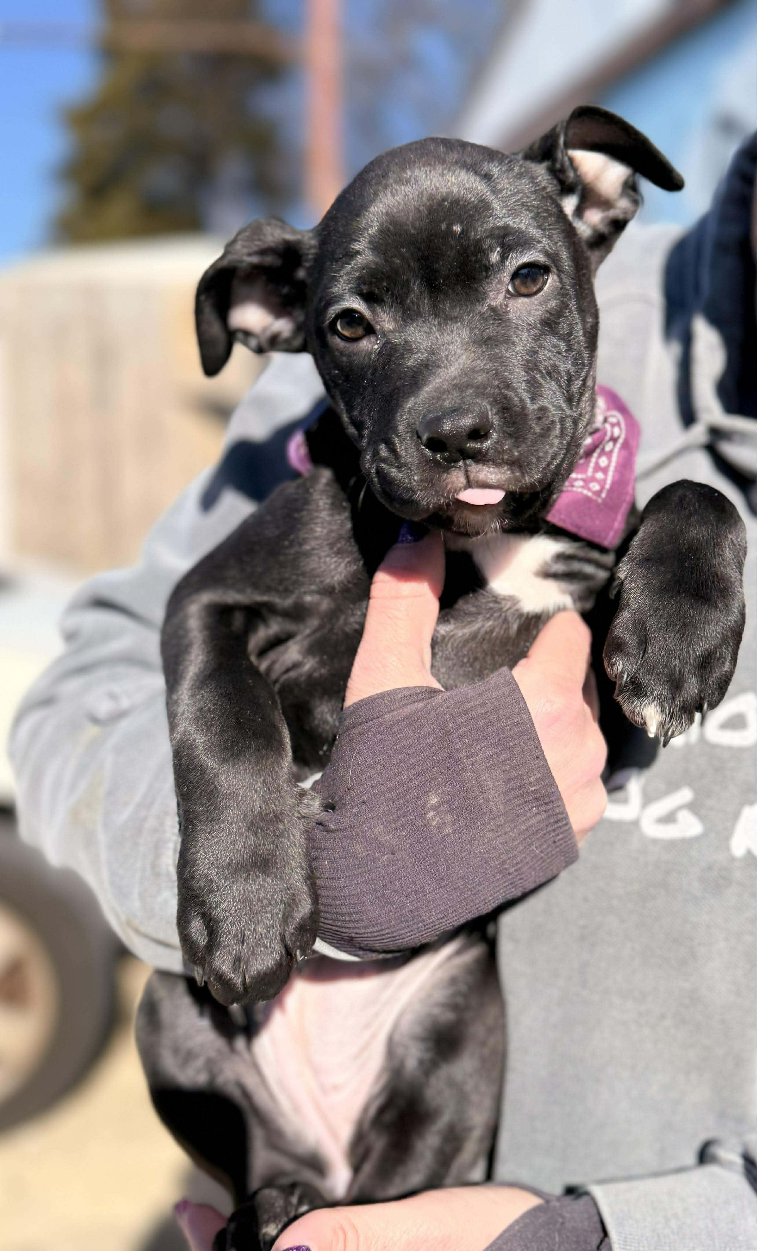 Gertrude, adopted, Puppy Female Mixed Breed.