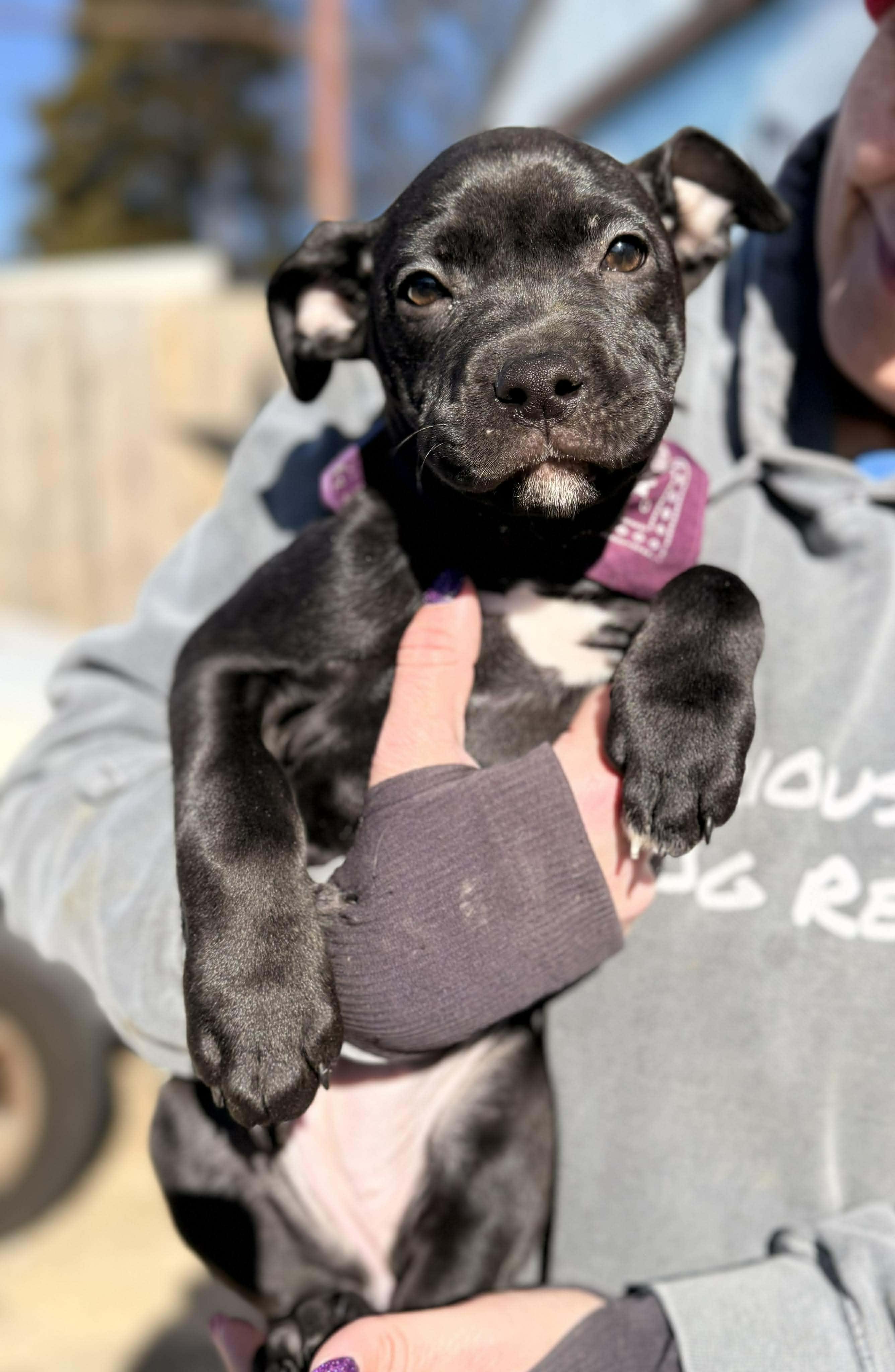 Enlarge Gertrude, an adopted Mixed Breed in Huntsville, AL image 4/4