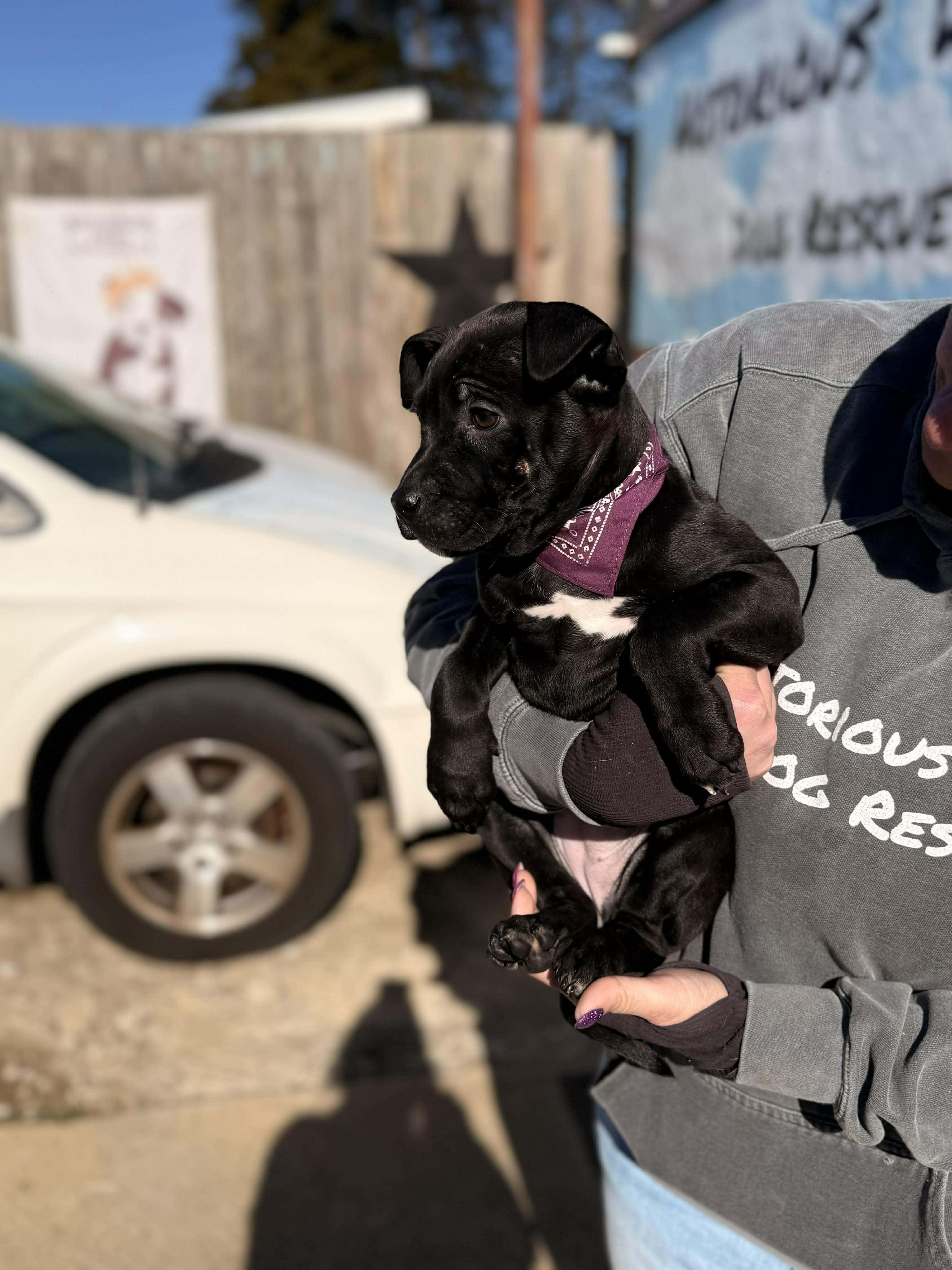 Enlarge Gertrude, an adopted Mixed Breed in Huntsville, AL image 2/4